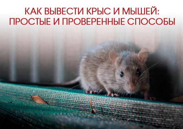 Как вывести крыс и мышей в Химках: простые и проверенные способы