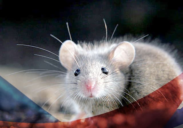 Уничтожение мышей в Химках
